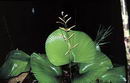 Licuala Orbicularis